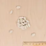 Légumes Secs - Haricot Grimpant Plat Vert Mistica - 10 m - MEDIA_3D